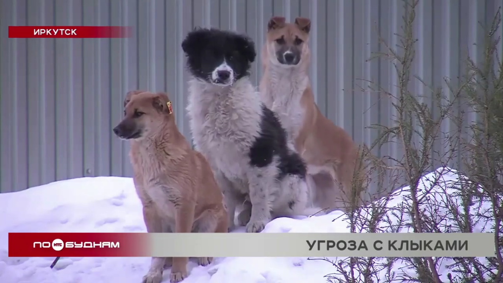 СМИ Иркутска выпустили правдивый репортаж о бродячих собаках