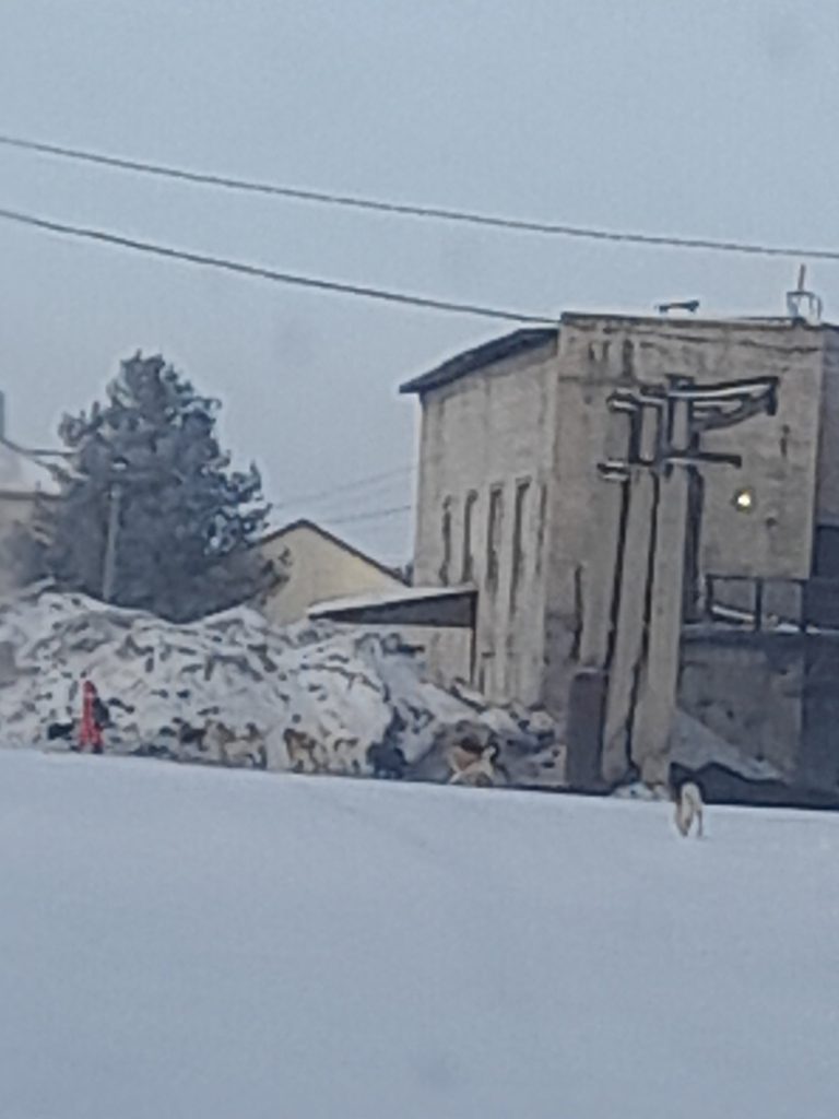 В Архангельской области стая собак напала на ребёнка